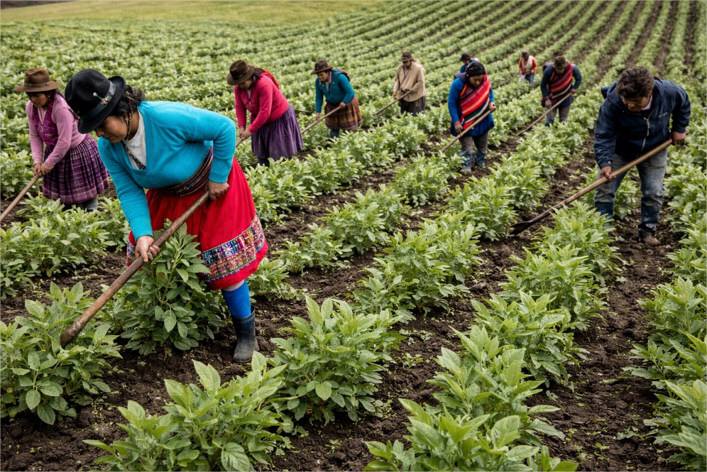 Fortalecimiento productivo y asociativo de organizaciones campesinas en Colombia
